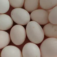 تخم مرغ محلی نطفه دار