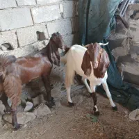 بز افغانی