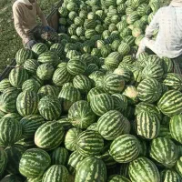 فروش هندوانه همدان