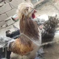 مرغ و خروس سلطان