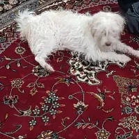 سگ شیتزو تریر