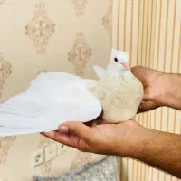 کفتر طوقی شوکلاتی کاکلی همچی تموم بدون غلط