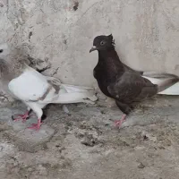 ماده دم سفید شعمک تخت