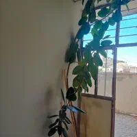 گلدان طبیعی فیکوس بزرگ