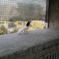 ماده طوق سیاه