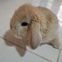 خرگوش کوچک لوپ