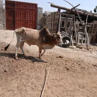 نرگاو|حیوانات مزرعه|قشم, |دیوار