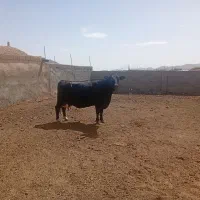 گاو شیری|حیوانات مزرعه|بجستان, |دیوار