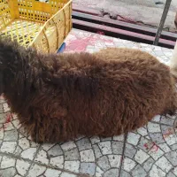پوست گوسفندی،،