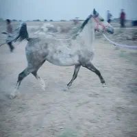 مادیان نیله ۶ ساله