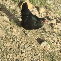 مرغ و خروس محلی