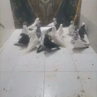 پرنده