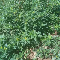 سبزی خُرفه پرورشی اُرگانیک