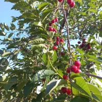 آلبالو درجه ۱ و با کیفیت مجارستانی