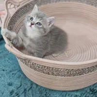 گربه خاکستری جذاب