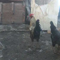 خروس گلین سلطان تاج وی