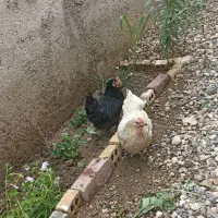 دو عدد مرغ پاکوتاه نژاد خاص