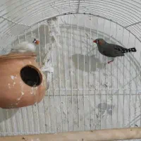 جفت فنچ