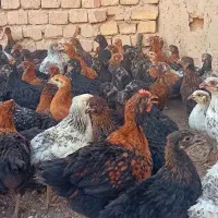 جوجه دوتک ۵۰روزه گلپایگانی واکسن خورده