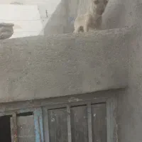 سگ پاکوتاه