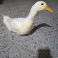 اردک