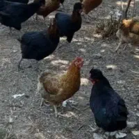 چندعددمرغ وخروس کاکل محلی واردک