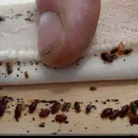 سمپاشی سم‌پاشی پردیسان قم شبانه روزی تضمینی