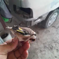 فروش دو عدد سهره پاییزه پارسال
