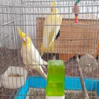 عروس هلندی  با جوجه