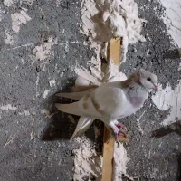 کبوتر دم سفید فروشی بلوارتوس