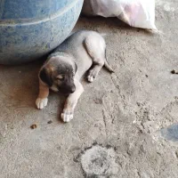 توله نر پژدر