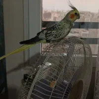 عروس هلندی ماده مست