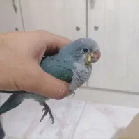 جوجه راهب