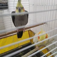 عروس هلندی نر و ماده