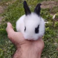 بچه خرگوش چشم اشکی
