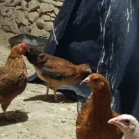 مرغ و خروس