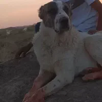 سگ گلع