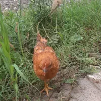 جوجه محلی خروس