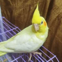 عروس هلندی
