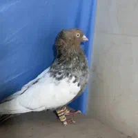 دو جفت سینه فوری