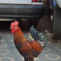 مرغ و خروس محلی