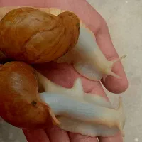 دو عدد حلزون