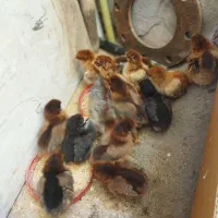 ۱۵تا‌جوجه‌۱۰روز.گلپاکیانی