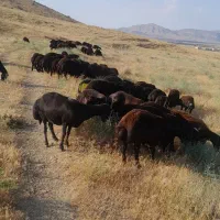 ۷۰ عدد کوسفند