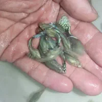 ماهی گوپی گپی شکم پر بچه ماهی