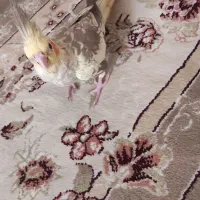 عروس هلندی ماده