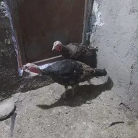 بوقلمون