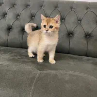 گربه گلدبریتیش نر