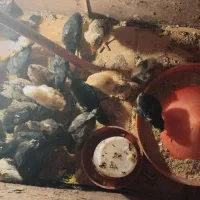 جوجه ازبهترین نژاد