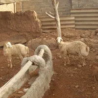 بره قوچ موغانی